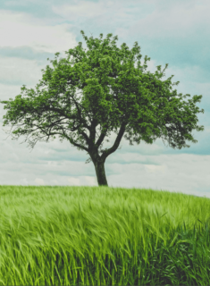 baum 2 baum 2